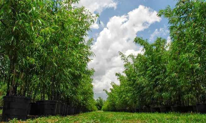 New Shoots Bamboo Nursery | 4505 SW Kanner Hwy, Stuart, FL 34997, USA | Phone: (772) 221-7227