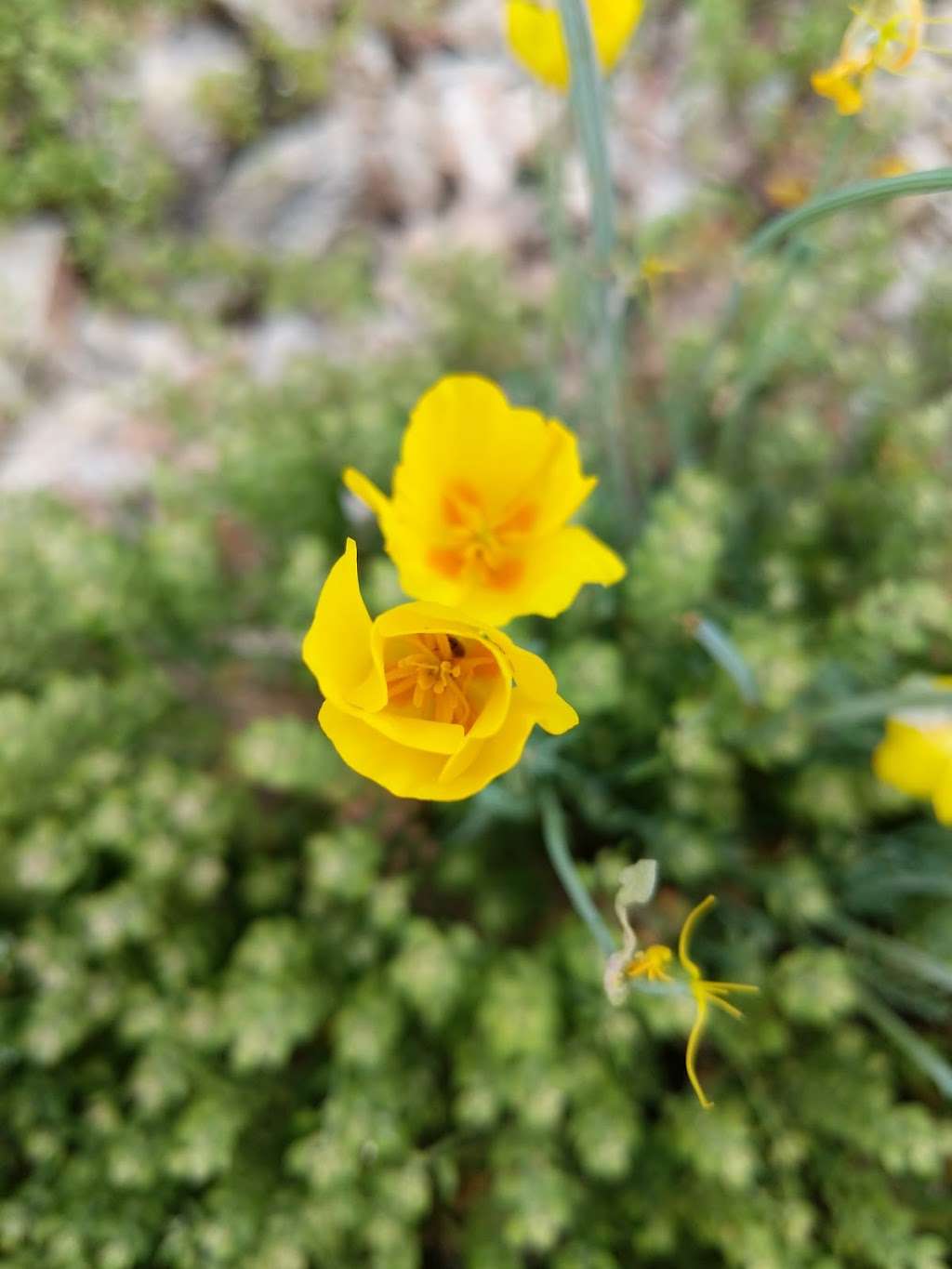 Bursera Peak | Phoenix, AZ 85045, USA