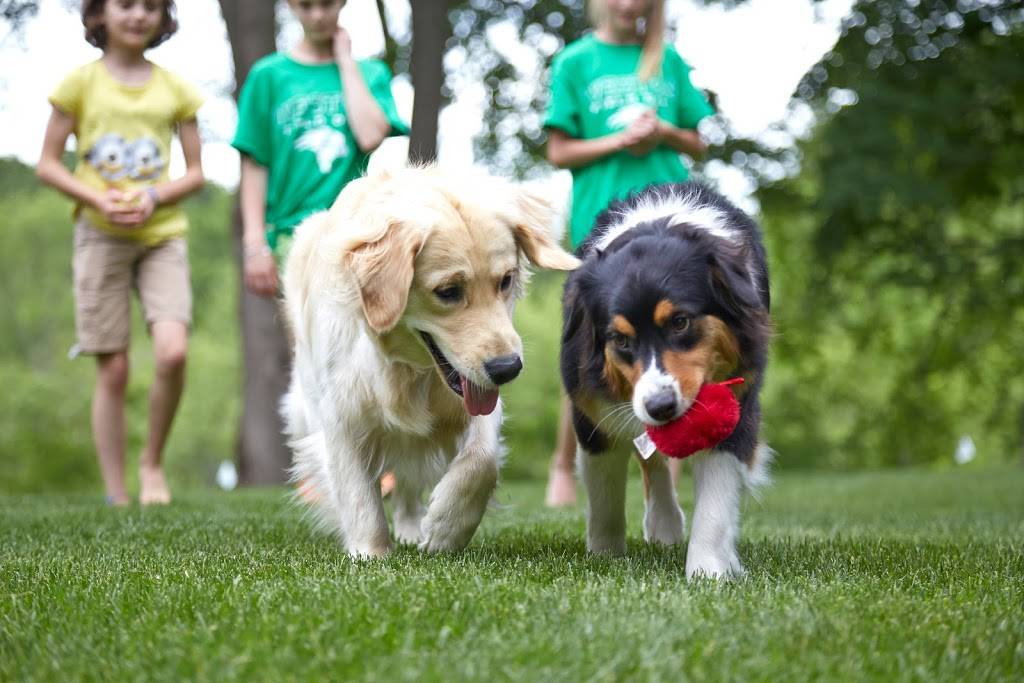 DogWatch Hidden Fences of Portland | 7 Grouse Terrace, Lake Oswego, OR 97035, USA | Phone: (503) 701-3033