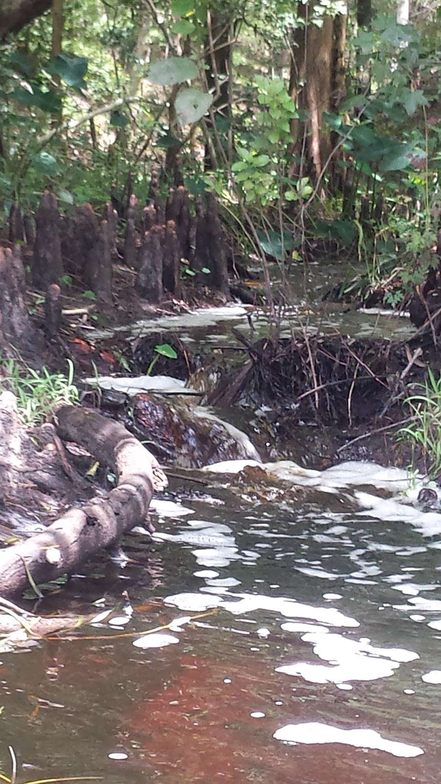 Ocklawaha Prairie Restoration Area | 7910 SE 137th Avenue Rd, Ocklawaha, FL 32179