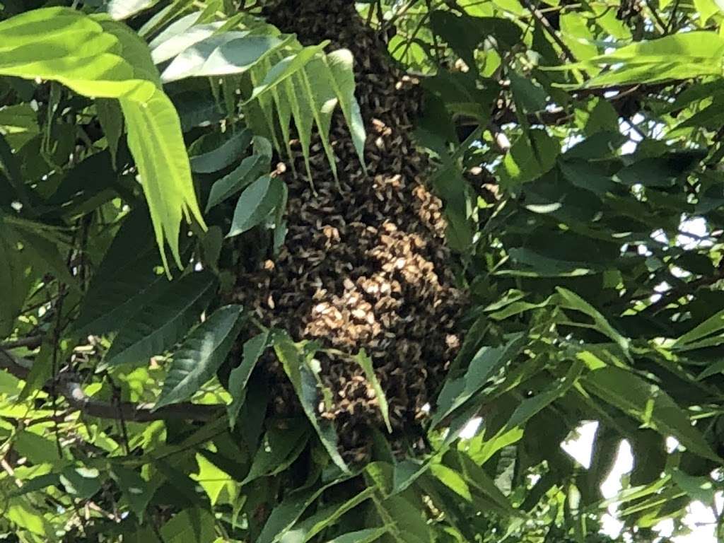 Honey Bee Rescue & Swarm Removal | 10656 Keysville Rd, Emmitsburg, MD 21727, USA | Phone: (301) 748-8372