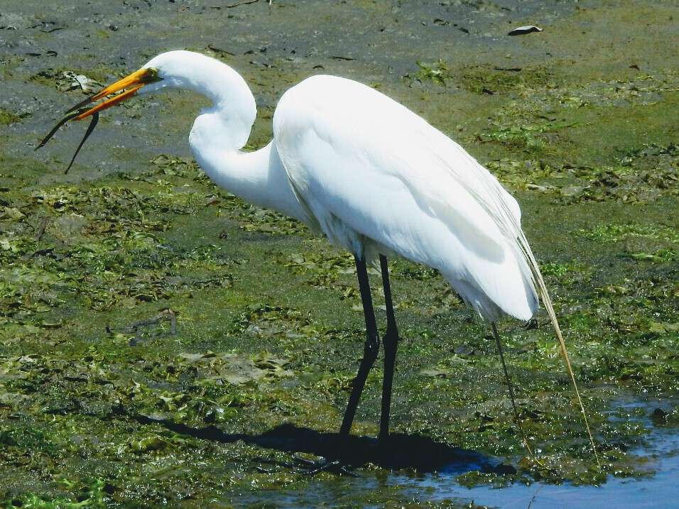 Birdwalk Coastal Access Trail | 355 CA-1, Bodega Bay, CA 94923 | Phone: (707) 875-3540