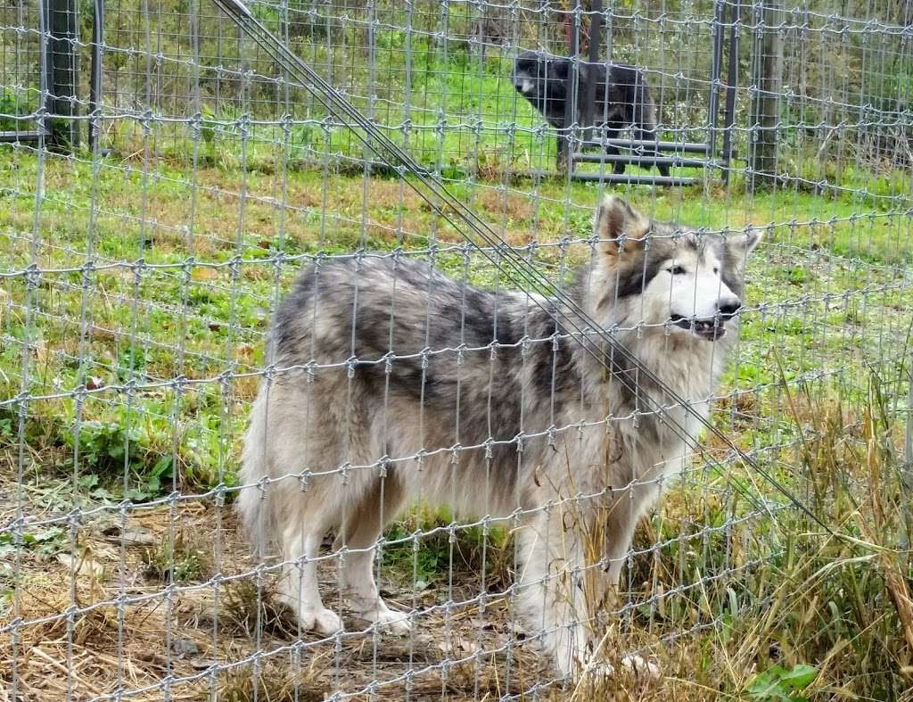 Wolf Sanctuary of PA | 465 Speedwell Forge Rd, Lititz, PA 17543, USA | Phone: (717) 626-4617