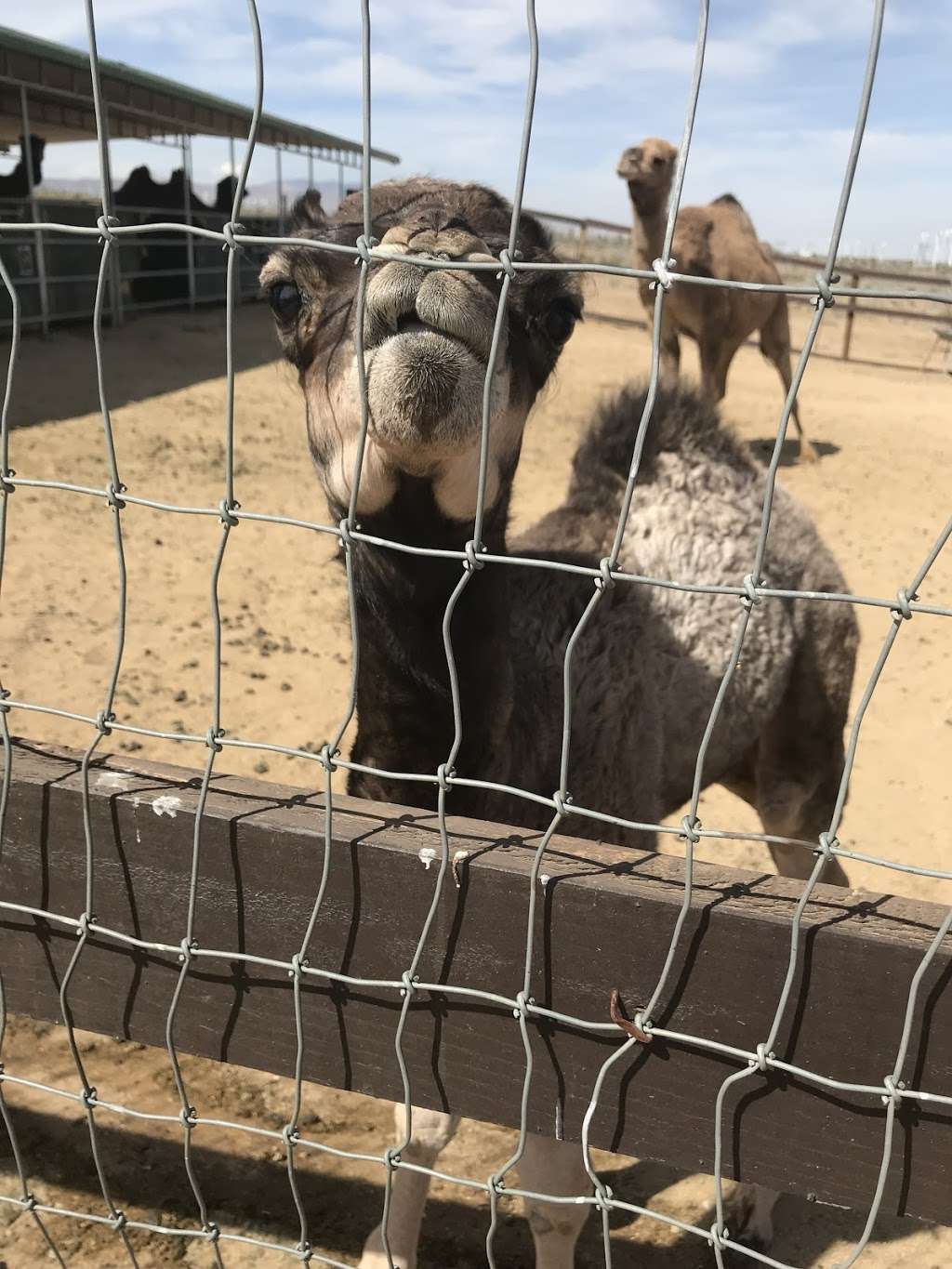 Windswept Ranch Petting Zoo | 11101 Robert Ranch Rd, Willow Springs, CA 93560, USA | Phone: (661) 809-3965