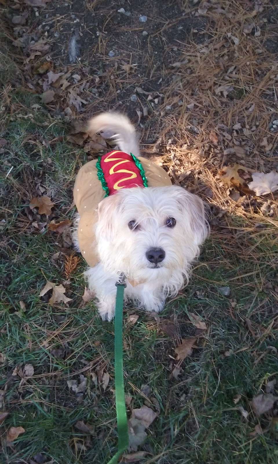 Veterinary Care Center of Goldens Bridge | 15 Anderson Ln, Goldens Bridge, NY 10526, USA | Phone: (914) 232-8800