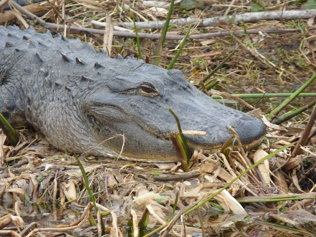 Lake Woodruff National Wildlife Refuge | De Leon Springs, FL 32130 | Phone: (386) 985-4673