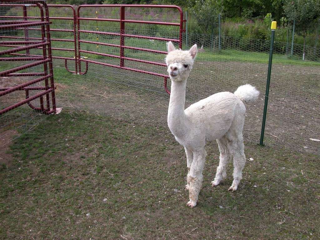 Our Fathers Farm (Alpacas) | 83 McVeigh Rd, New Hampton, NY 10958, USA | Phone: (845) 559-4519