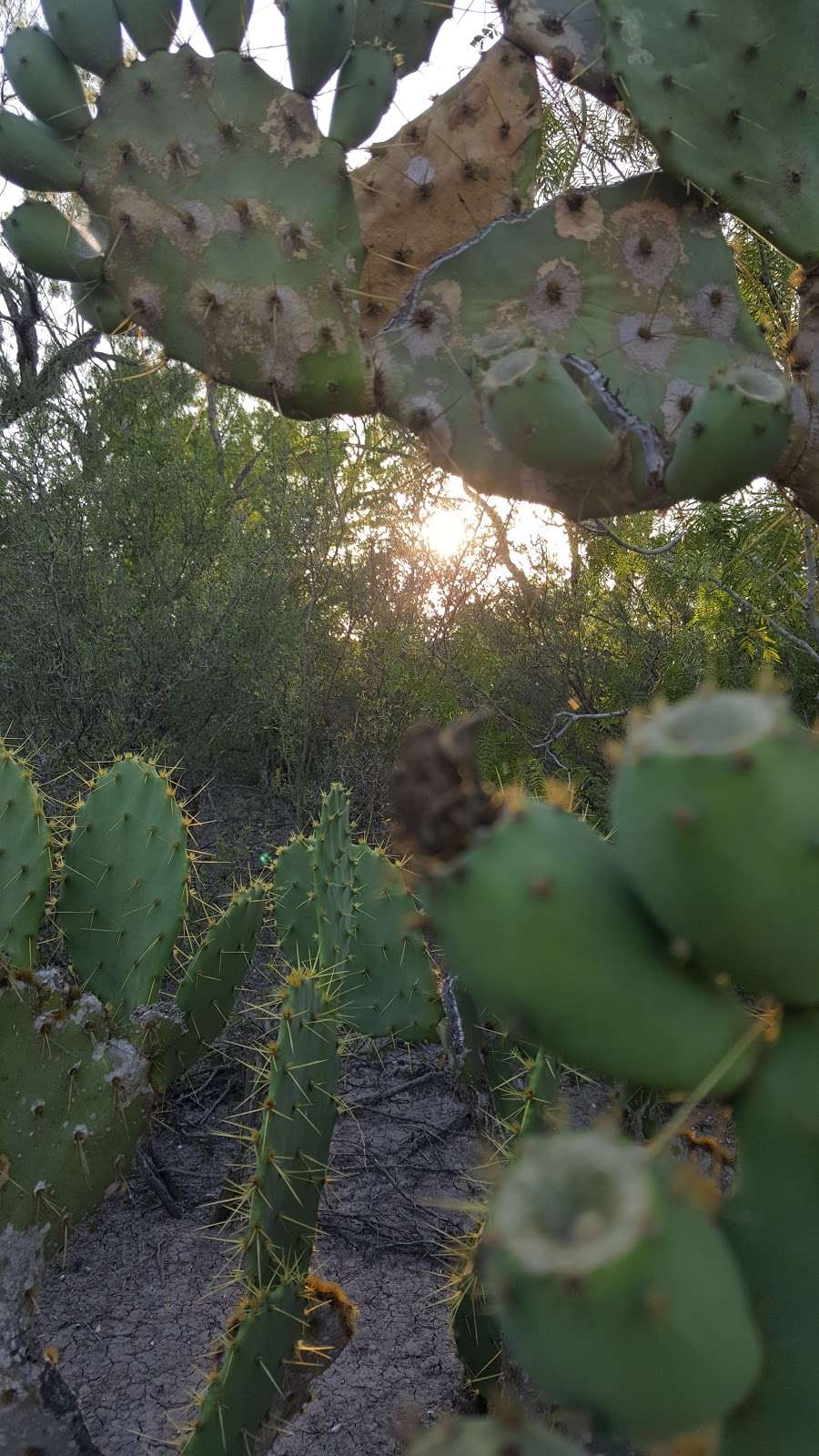 Mission Trails parking lot near campground | Bushy Hill Dr, Santee, CA 92071, USA