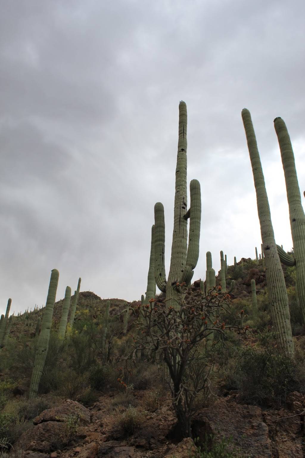 Camino de Oeste Trailhead | 415 N Camino De Oeste, Tucson, AZ 85745, USA | Phone: (520) 877-6000