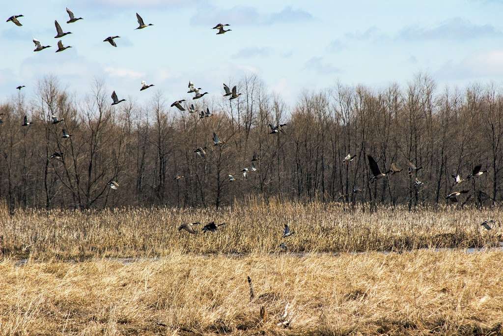 Jefferson Marsh Wildlife Area | Co Rd Y, Jefferson, WI 53549, USA