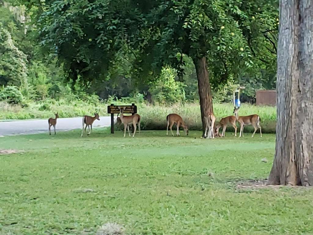 Stephen F. Austin State Park | Park Rd 38, San Felipe, TX 77473, USA | Phone: (979) 885-3613