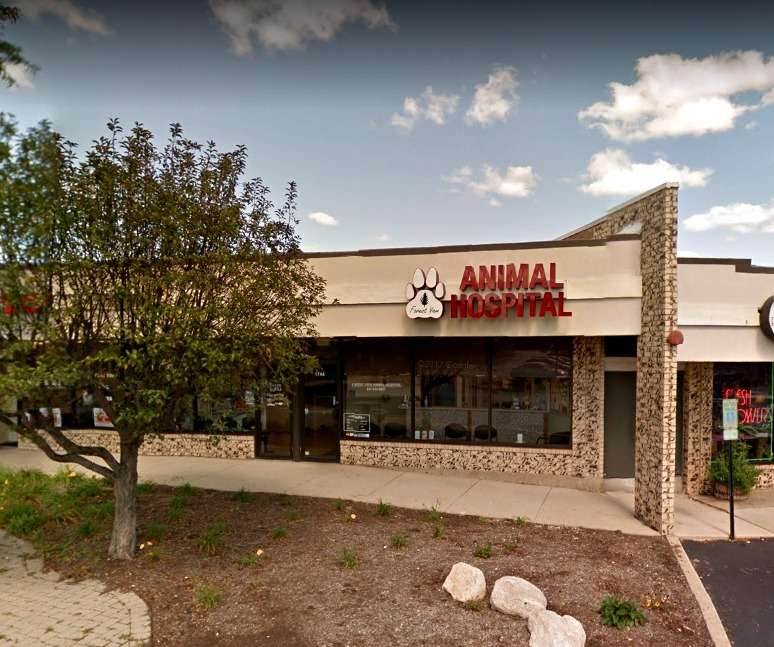 Forest View Animal Hospital | 1744 Algonquin Rd, Hoffman Estates, IL 60192, USA | Phone: (847) 934-0207