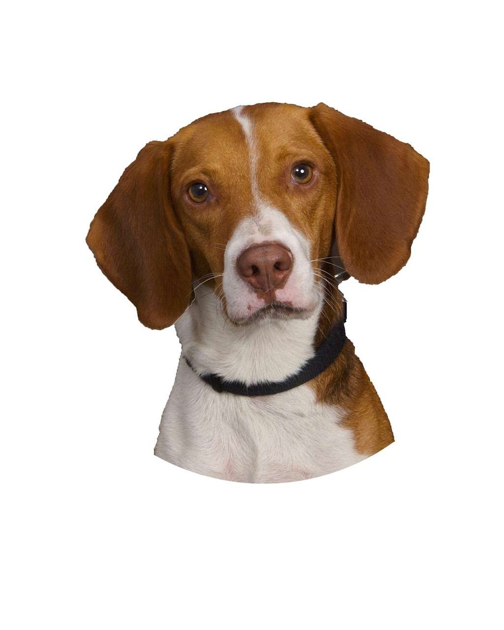 Bell Environmental Services | 229 New Rd, Parsippany-Troy Hills, NJ 07054, USA | Phone: (973) 575-7800