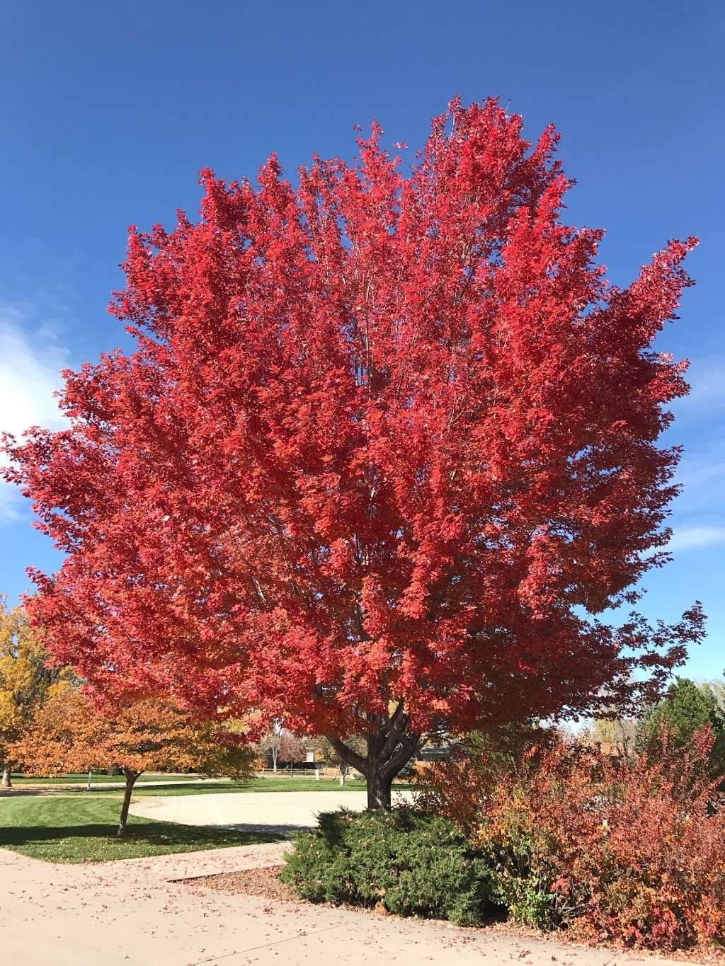 Robby Ferrufino Park | 9001 W 74th Ave, Arvada, CO 80005, USA | Phone: (720) 898-7400