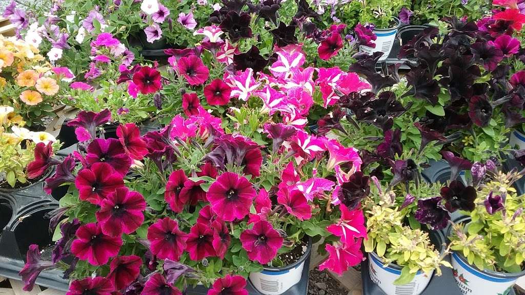 Paul Kelloggs Garden Center | PA-590 & Sawmill Rd, Lake Ariel, PA 18436 | Phone: (570) 689-7912