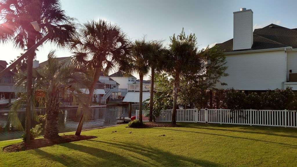 Palm Tree Paradise | 3412 Petite Cir, Galveston, TX 77554, USA | Phone: (979) 799-6970