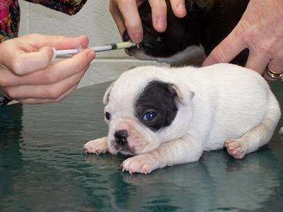 Culpeper Animal Hospital | 441 Aspen St, Culpeper, VA 22701, USA | Phone: (540) 829-9085