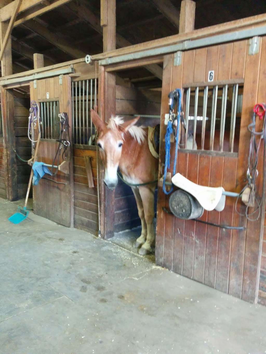 My Saddle Brook Farm | 163 Berea Rd, Walden, NY 12586, USA | Phone: (845) 778-3420