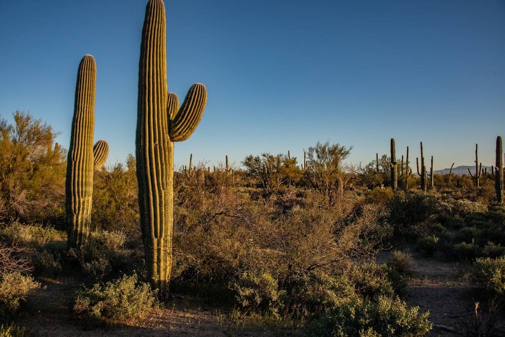 Saguaro National Park | Arizona, USA | Phone: (520) 733-5153