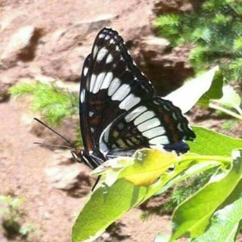 Butterfly Hairstyles by carla | 7150 N Academy Blvd #4, Colorado Springs, CO 80920 | Phone: (719) 217-7513