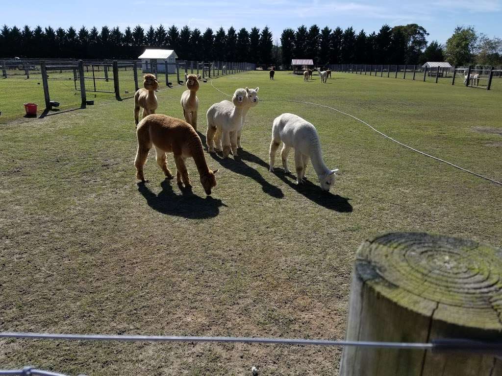 Silver Fox Farm Alpacas | 714 W Herschel St, Egg Harbor City, NJ 08215, USA