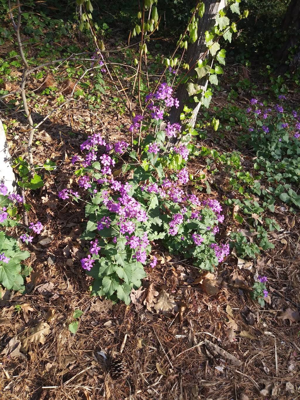 Travel Authority | 4033 Poplar Grove Rd, Midlothian, VA 23112, USA | Phone: (804) 744-3322