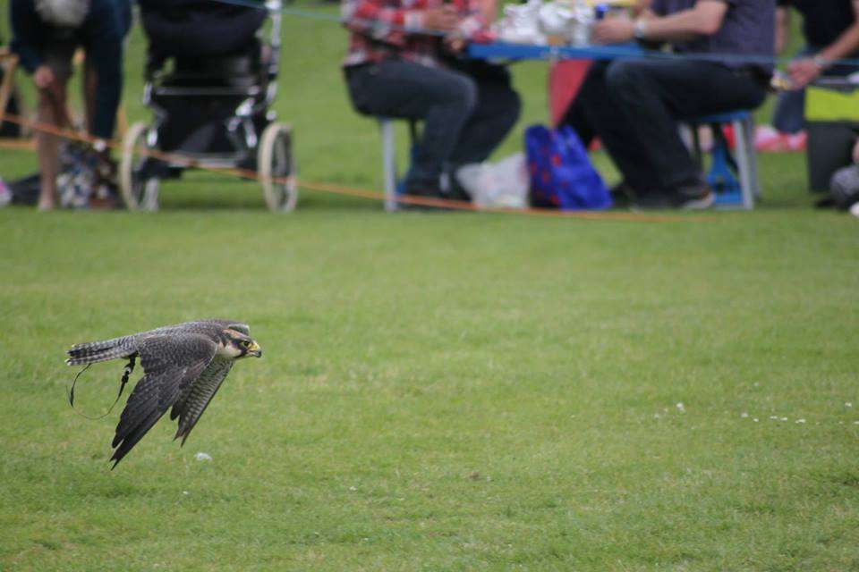 Coda Falconry | Lee Valley Park Farm, Stubbins Hall Lane, Waltham Abbey EN9 2EF, UK | Phone: 07710 969930