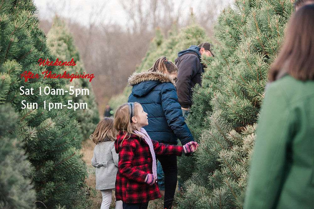 Cruise In Trees Christmas Tree Farm | 4715 S 400 E, Cutler, IN 46920, USA | Phone: (765) 566-2350