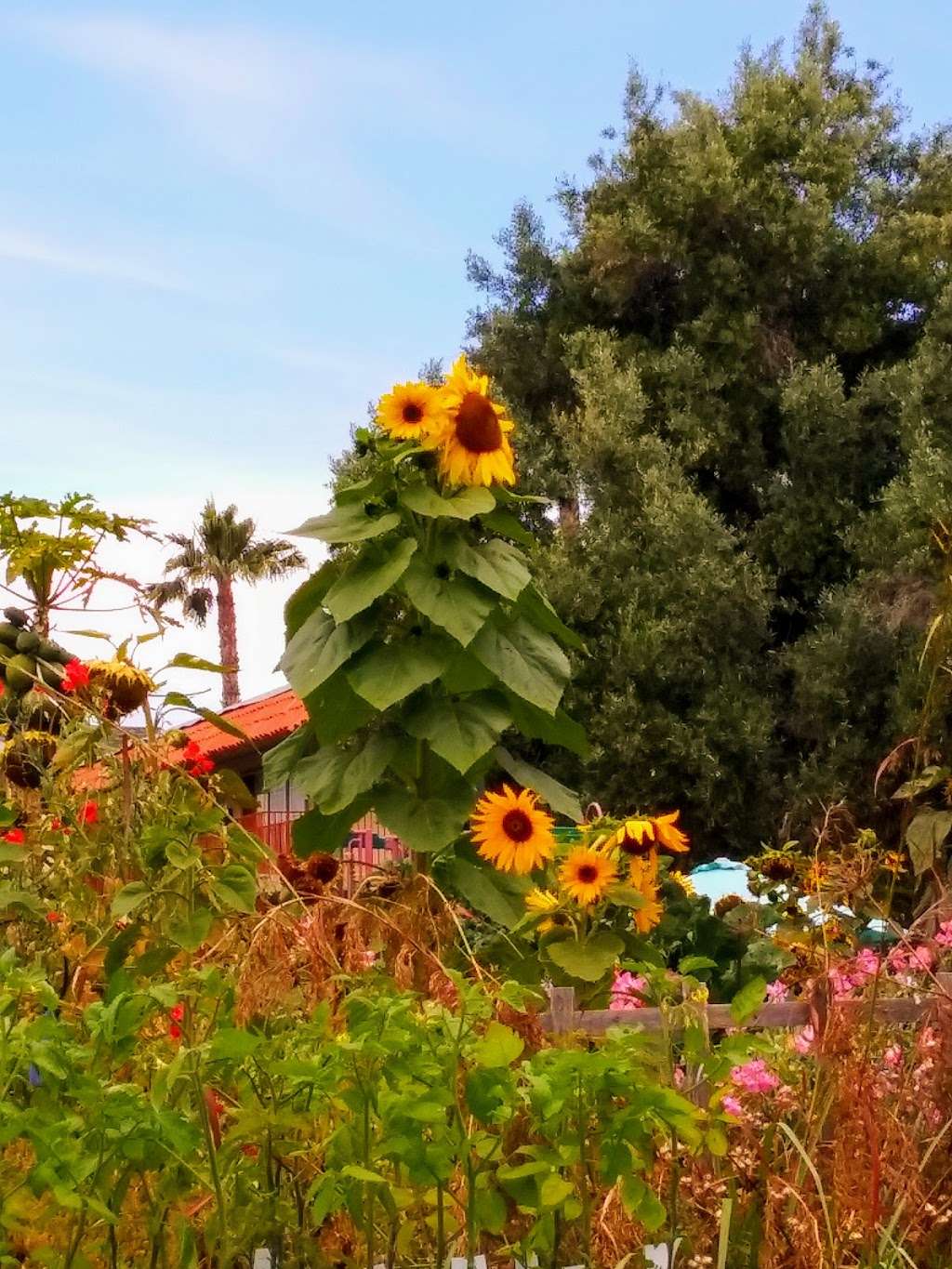 Mosaic Community Garden of Chula Vista | 960 5th Ave, Chula Vista, CA 91911, USA | Phone: (619) 457-1299