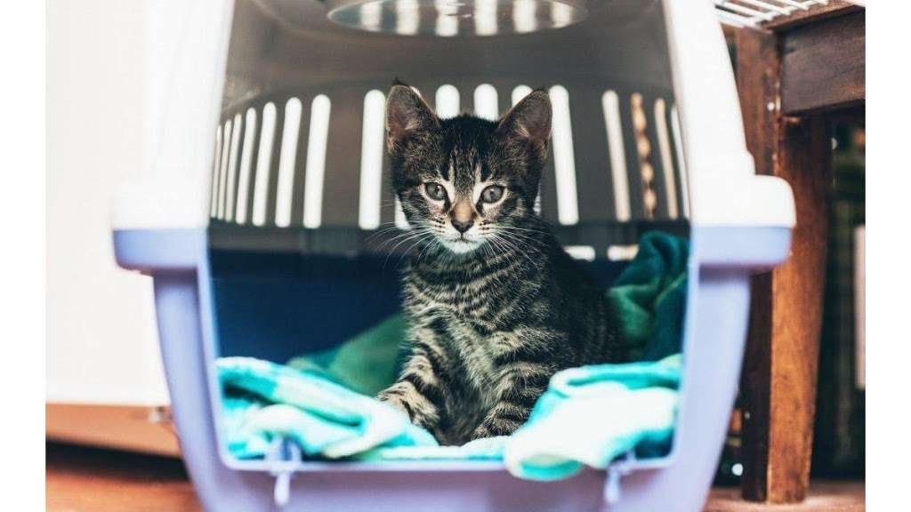 Longwood Veterinary Center | 230 Kennett Pike, Kennett Square, PA 19348, USA | Phone: (610) 388-3388