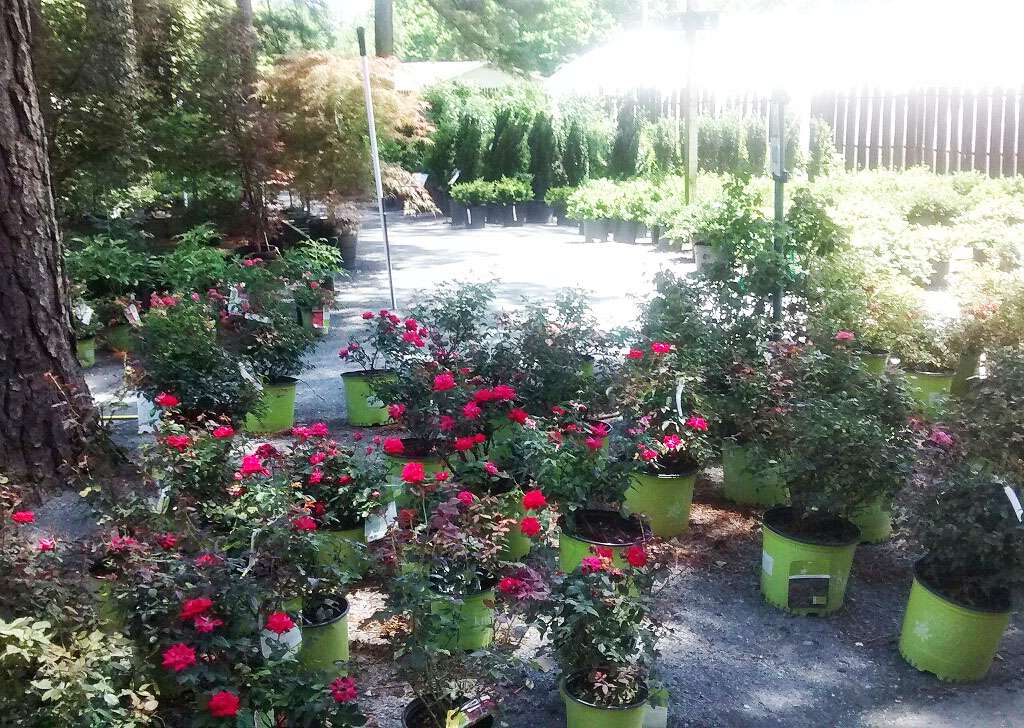 Kings Greenhouse | 524 Stallings Rd, Matthews, NC 28104, USA | Phone: (704) 821-7507