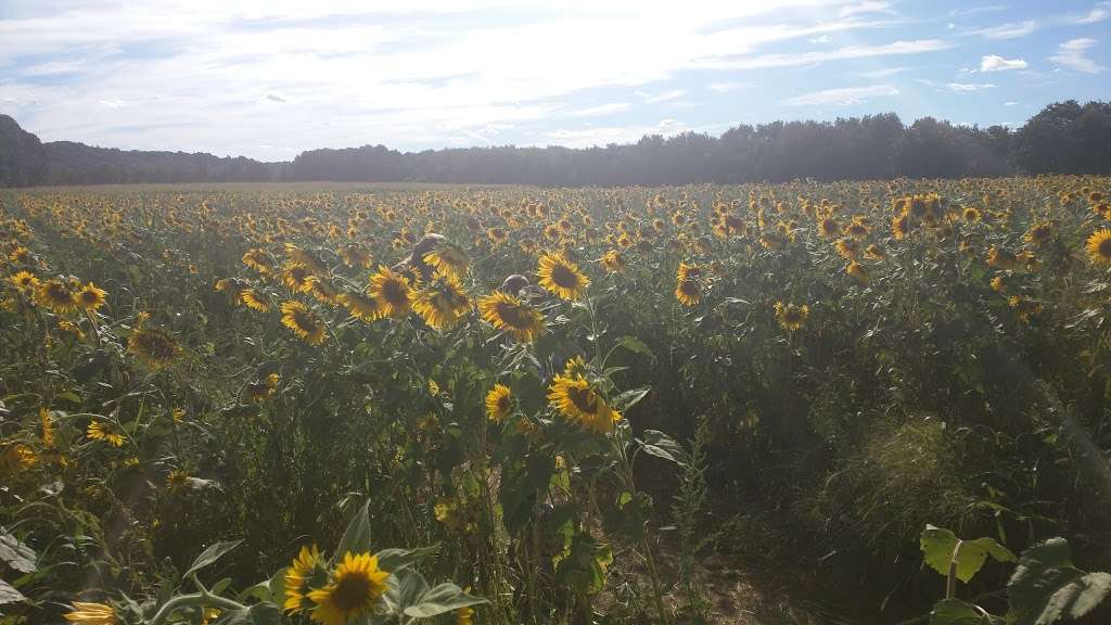 Blackburn Growers & Garden Center | 46 US-206, Branchville, NJ 07826, USA | Phone: (973) 948-3700