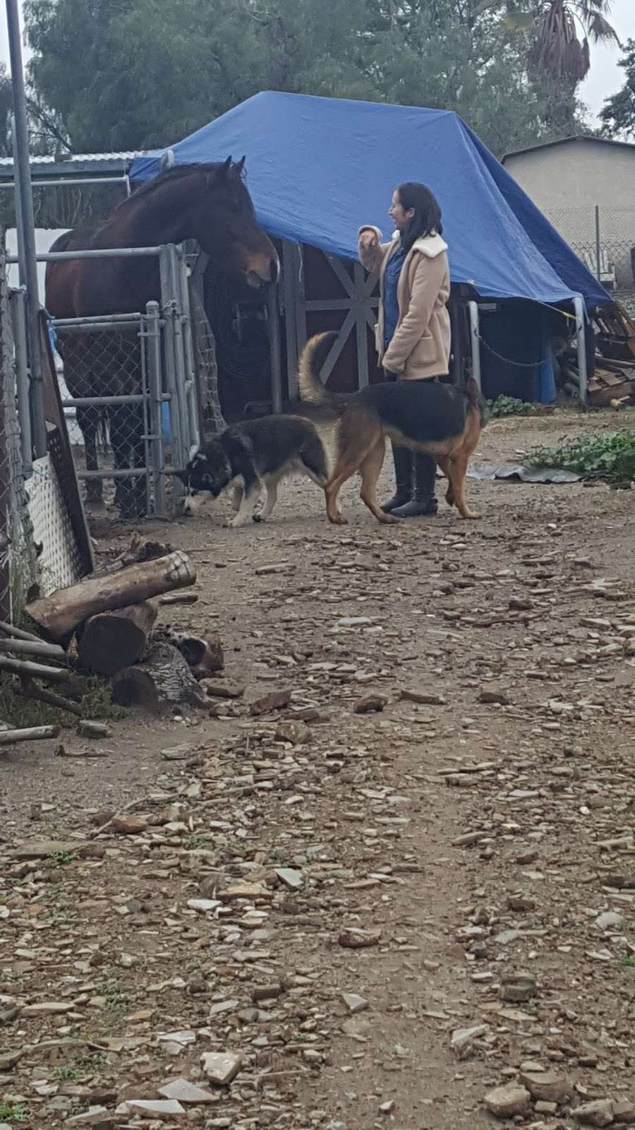 Ted F Ferranti Trucking LLC | 11280 Pala Pl, Mira Loma, CA 91752, USA | Phone: (909) 821-4680