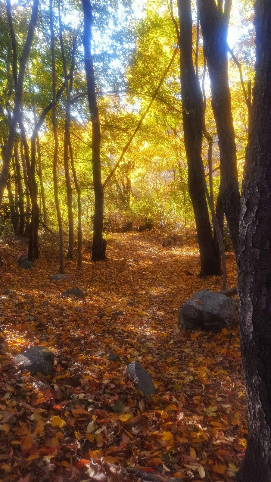 Hawthorn Pond conservation Area | Marblehead, MA 01945, USA | Phone: (781) 631-3350