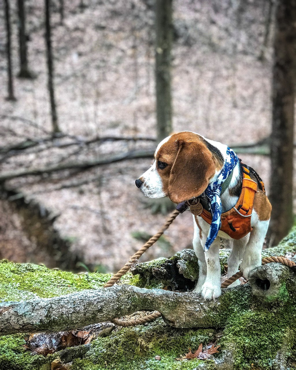 Morgan-Monroe State Forest | Martinsville, IN 46151, USA | Phone: (765) 342-4026