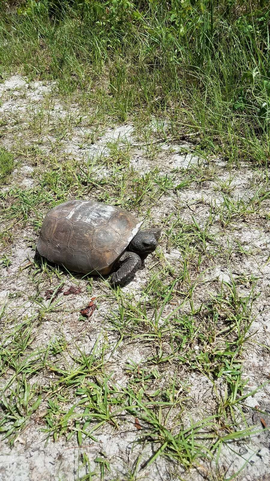 Lakeland Highlands Scrub | 6998 Lakeland Highlands Rd, Lakeland, FL 33813, USA | Phone: (863) 534-7377