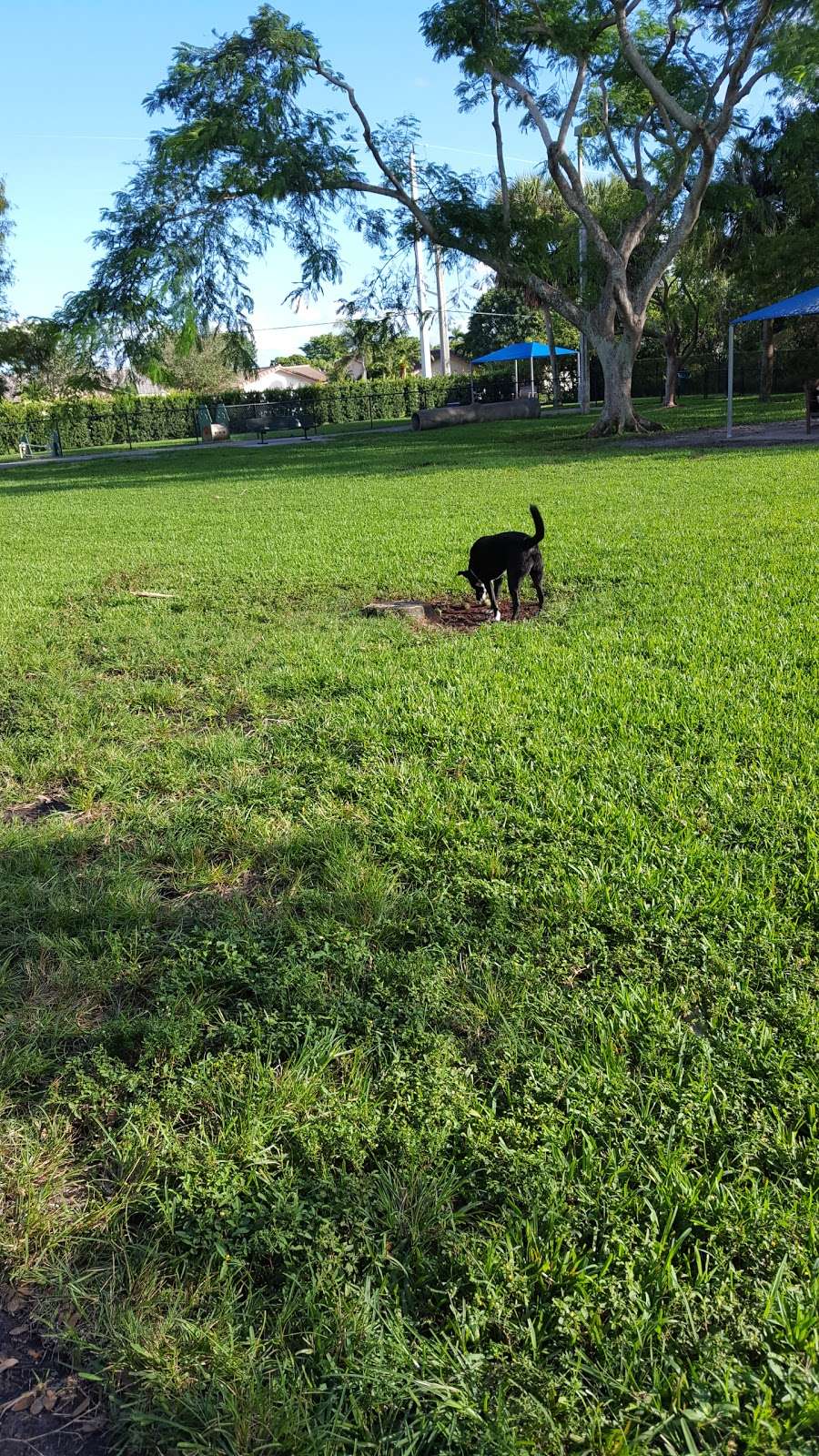 Dr. Pauls Dog Park | 2915 Sportsplex Dr, Coral Springs, FL 33065, USA | Phone: (954) 344-1841