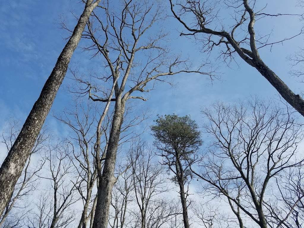 Cornelia & Florence Bridge Nature Preserve | 983 Twin Lakes Rd, Milford, PA 18337, USA