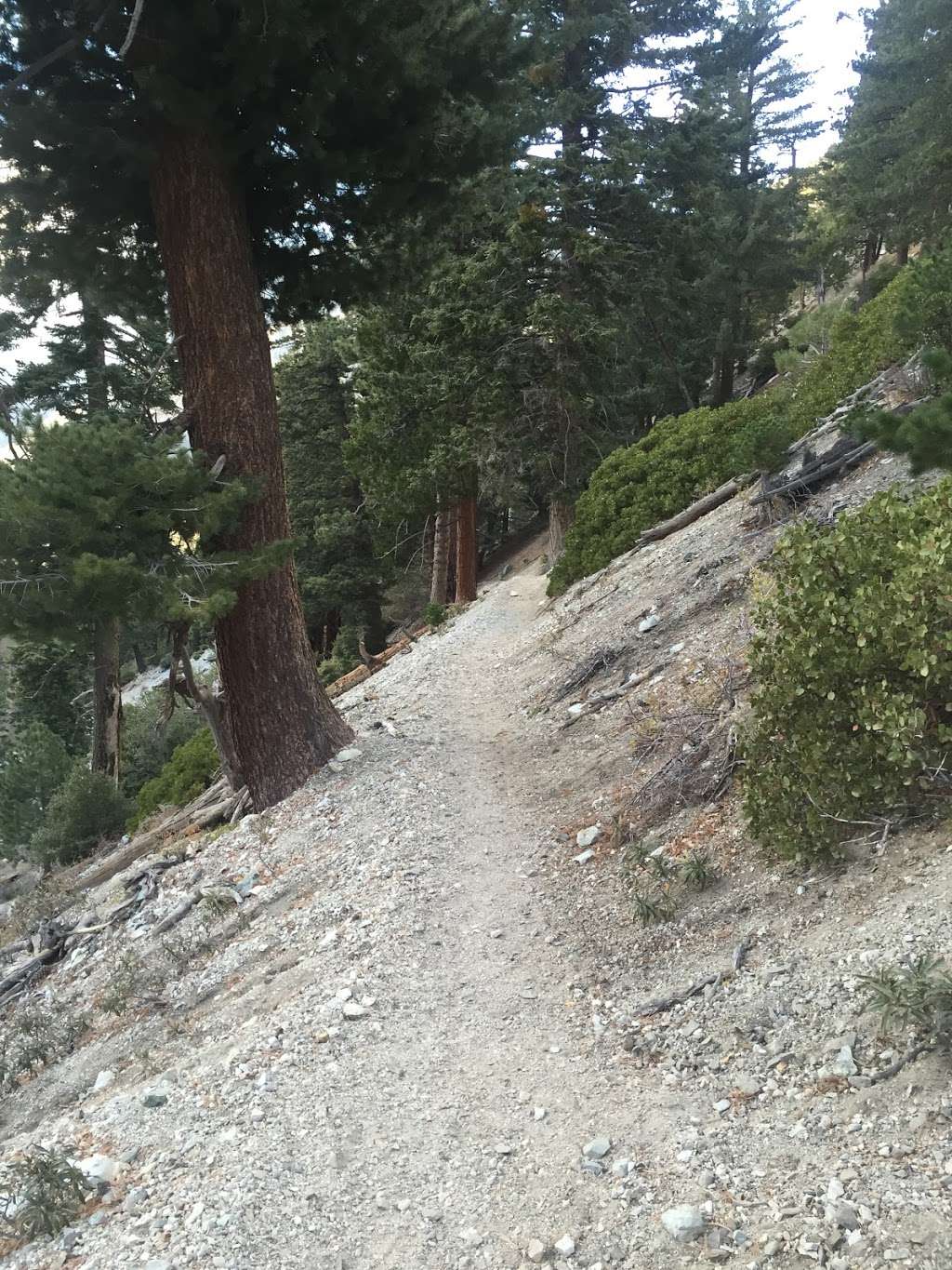 Japanese Saddle | Ice House Canyon Trail, Mt Baldy, CA 91759