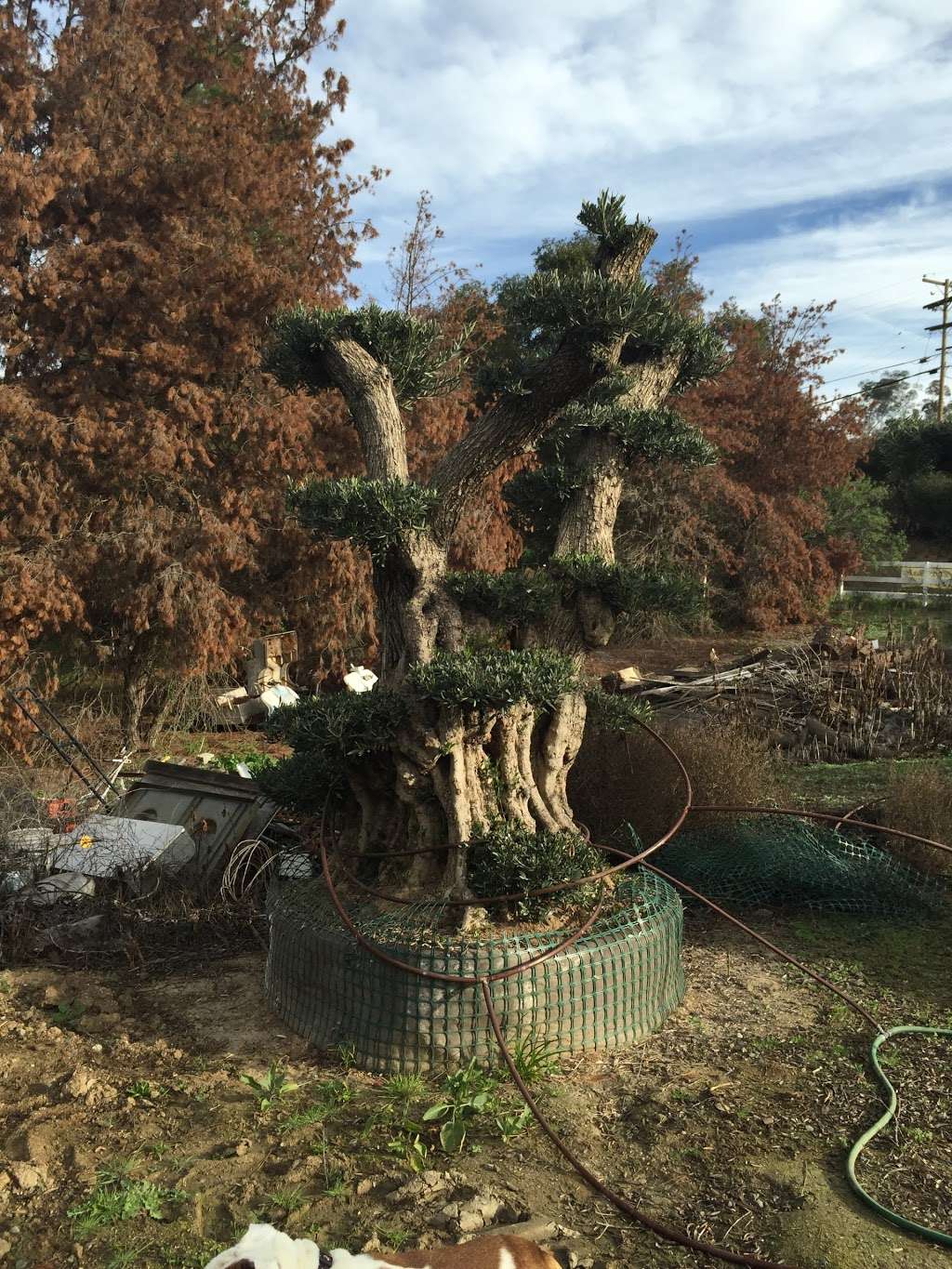 Olive A Dream Trees - Ancient Olive Tree Nursery | 2233 Rainbow Valley Blvd, Fallbrook, CA 92028, USA | Phone: (800) 816-1783