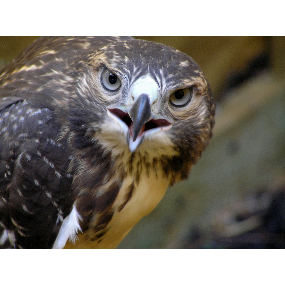 Wild Bunch Wildlife Rehabilitation Refuge | 7231 Newland Rd, Warsaw, VA 22572, USA | Phone: (804) 313-2240