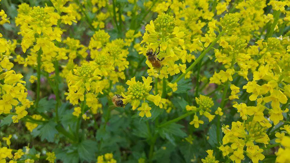 Division "Bee" Apiary at Will-O-Bett Farm | 137 Bomboy Ln, Berwick, PA 18603, USA | Phone: (570) 233-7693