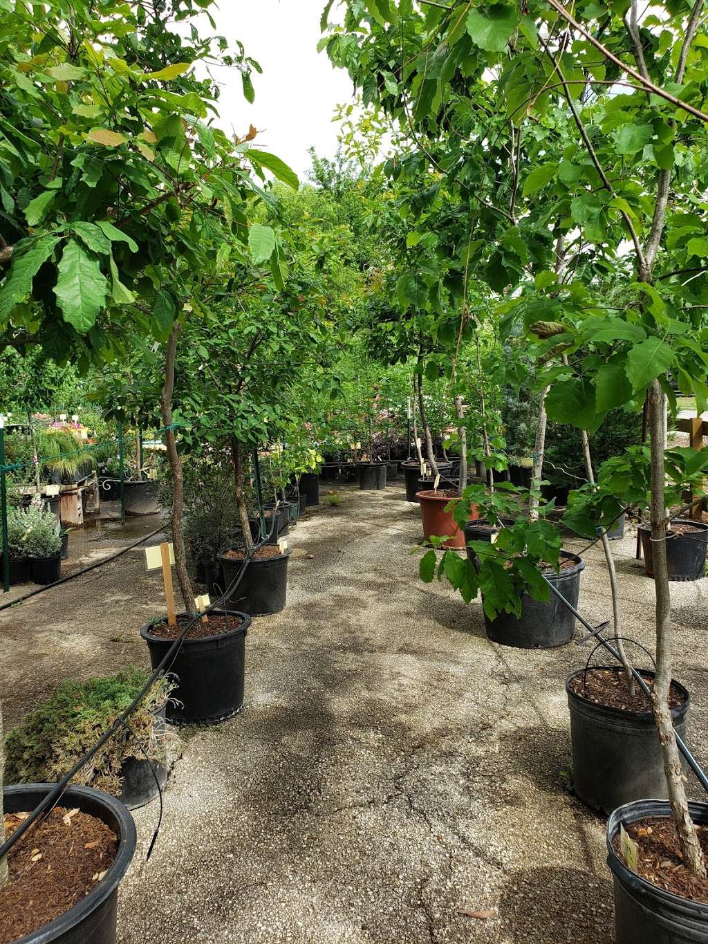 Wilson Landscape and Tree Nursery | 14650 Bandera Rd, Helotes, TX 78023, USA | Phone: (210) 695-2703