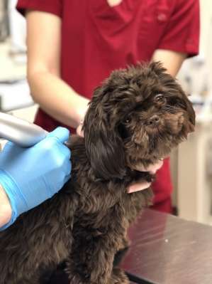 Riverdale Veterinary Dermatology | 82 Newark Pompton Turnpike, Riverdale, NJ 07457, USA | Phone: (973) 831-2383