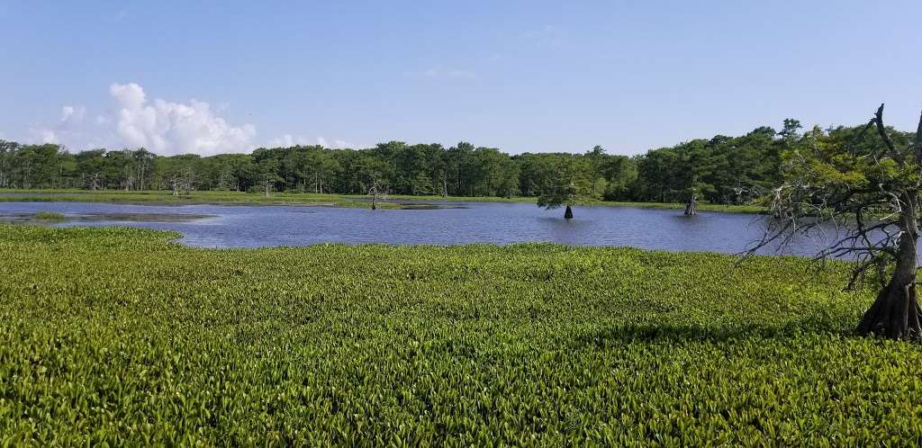 Trinity River Waterbird Rookery | I-10 Frontage, Wallisville, TX 77597, USA | Phone: (409) 389-2285