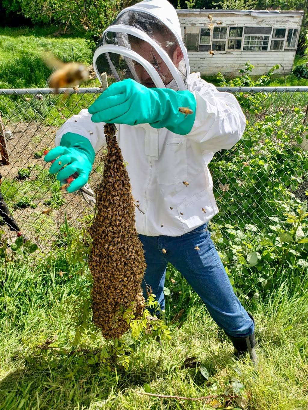 Portland Natural Bee Removal | 3806 SE 34th Ave, Portland, OR 97202, USA | Phone: (503) 451-0595