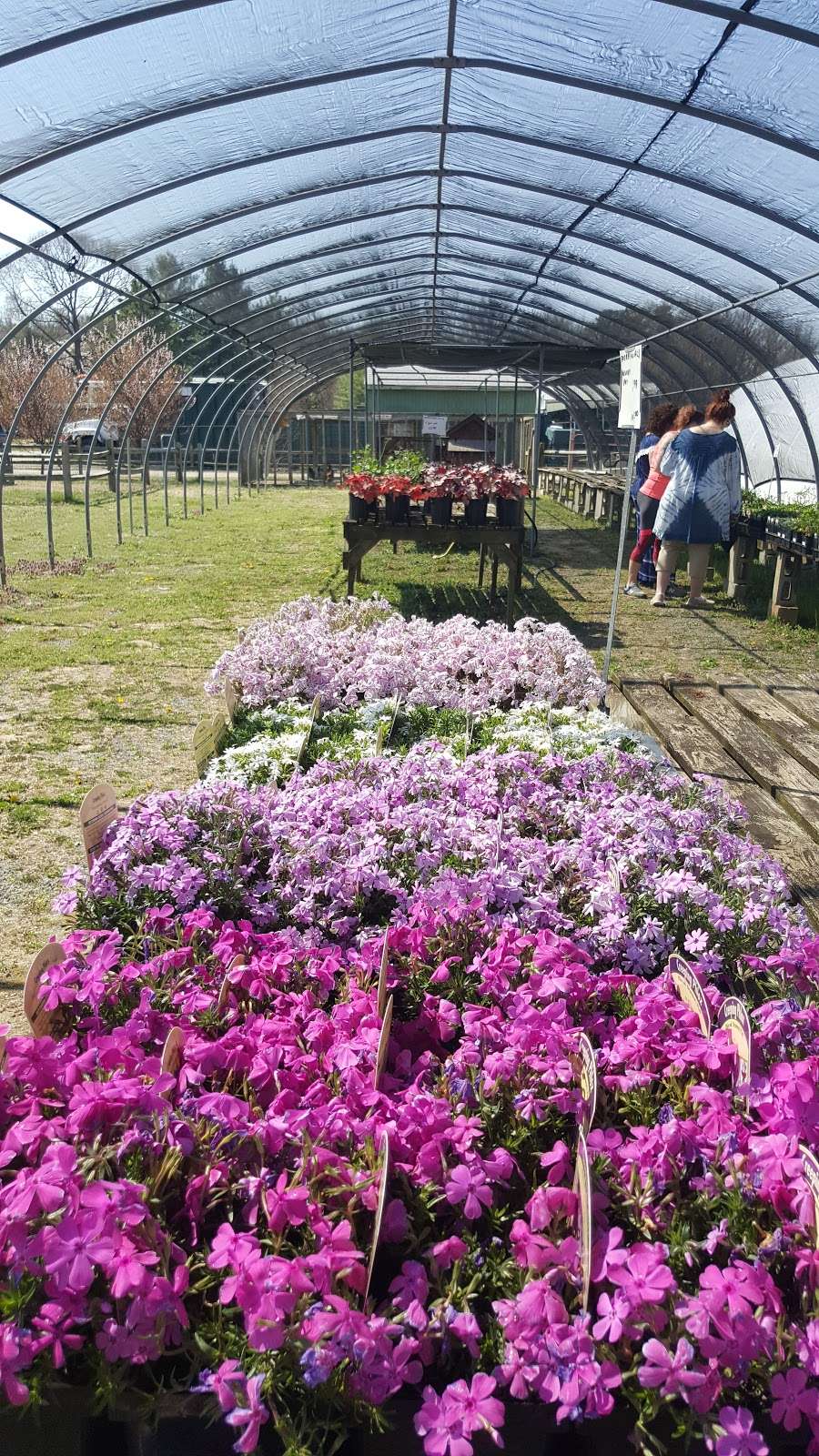 Richardson Nursery & Garden | 8336 Elvaton Rd, Millersville, MD 21108, USA | Phone: (410) 647-5521