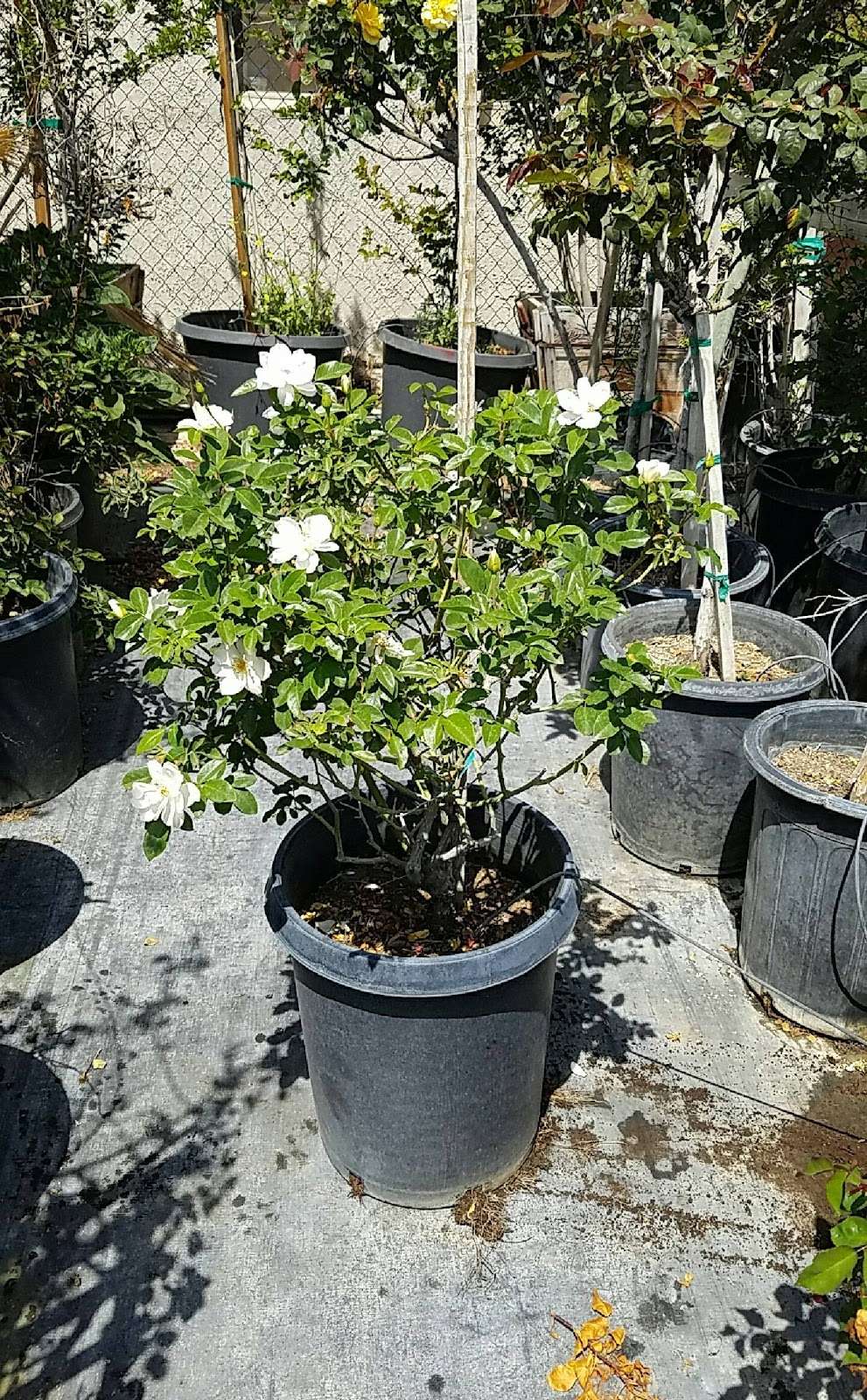 SoCal Nursery | 9312 Ben Nevis Blvd, Riverside, CA 92509 | Phone: (951) 295-3525