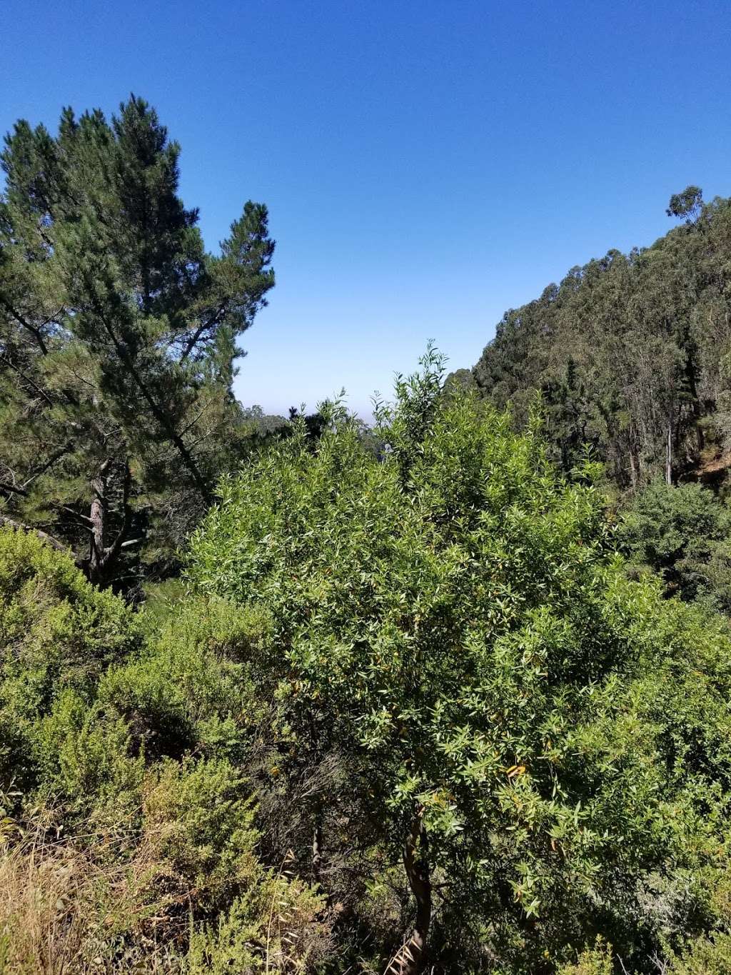 Fern Ravine | Oakland, CA 94611, USA