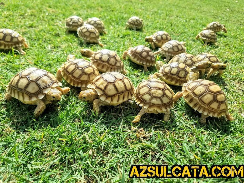 Arizona Sulcata | 2331 N Horne, Mesa, AZ 85203, USA